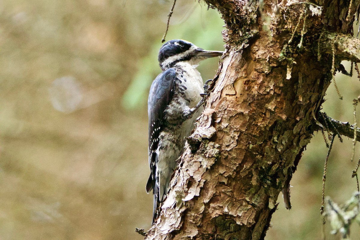 Black-backed Woodpecker - ML363158241