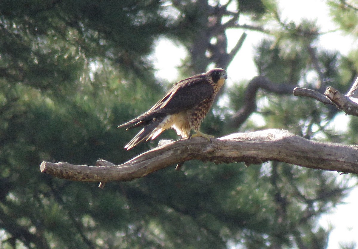 Peregrine Falcon - ML363158591