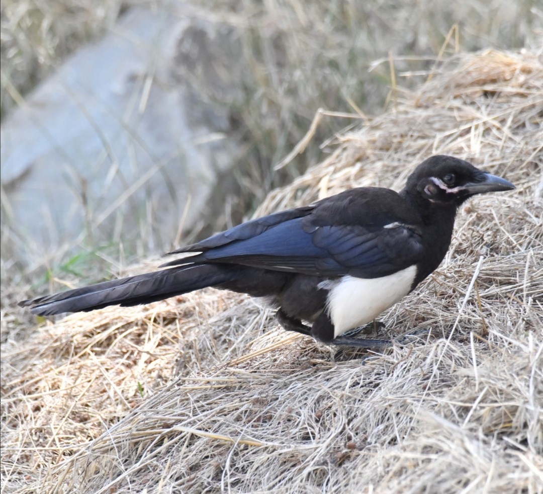 Asir Magpie - Abdullah  Hatim