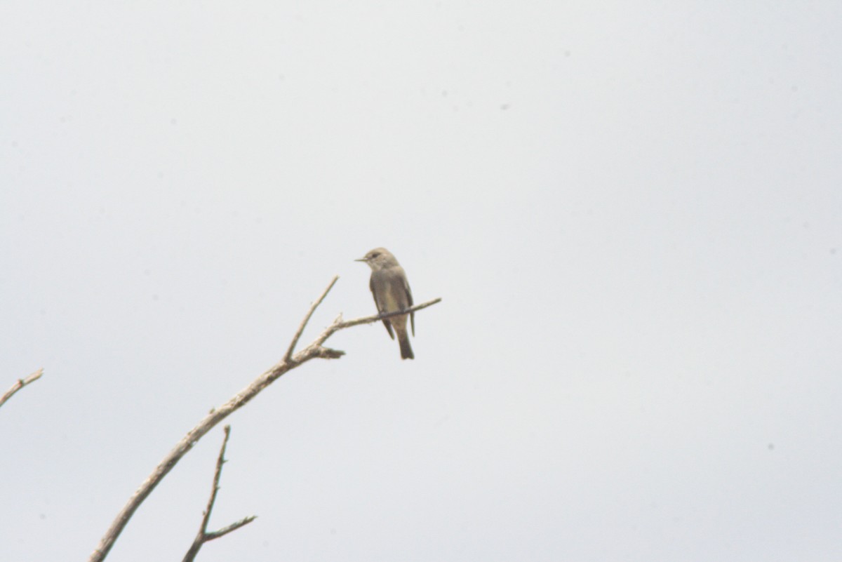 Western Wood-Pewee - ML36316181