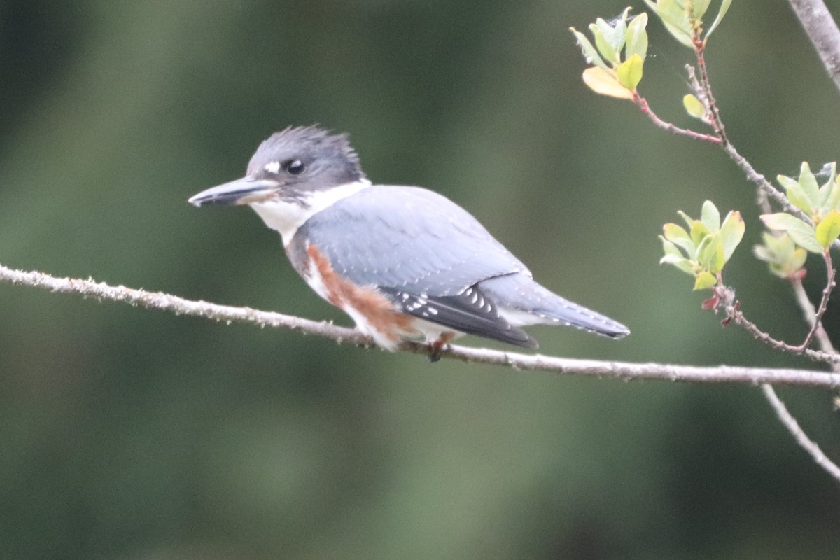 Martin-pêcheur d'Amérique - ML363161981