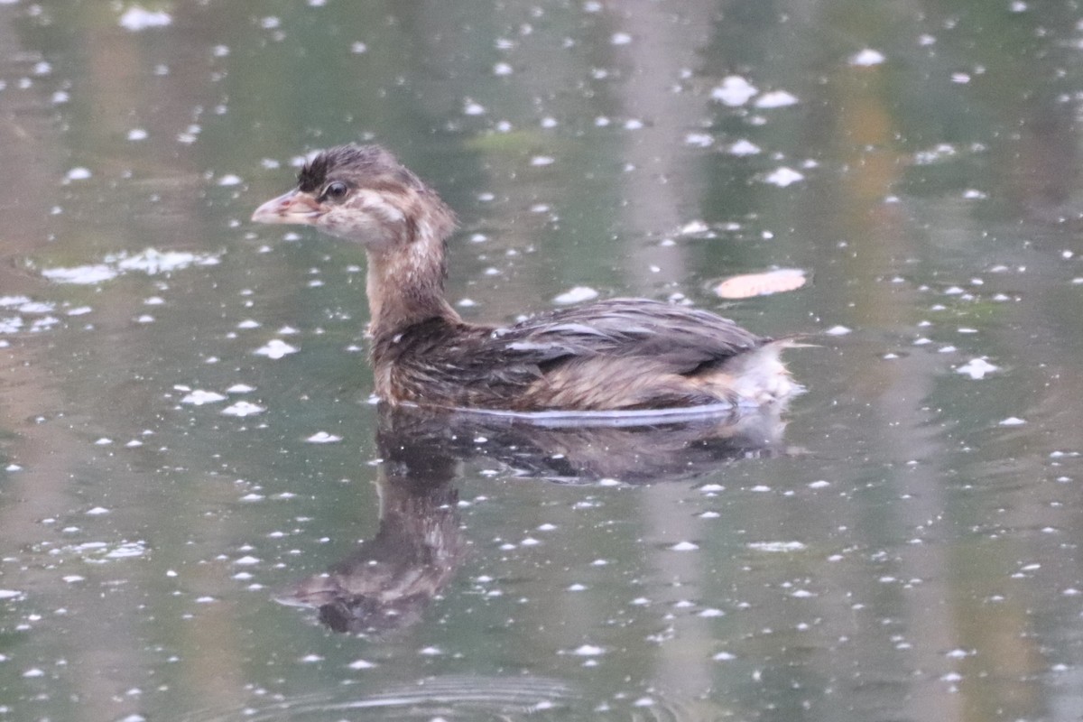 Pied-billed Grebe - George Johnson