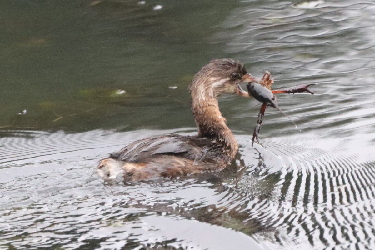 Pied-billed Grebe - ML363162191