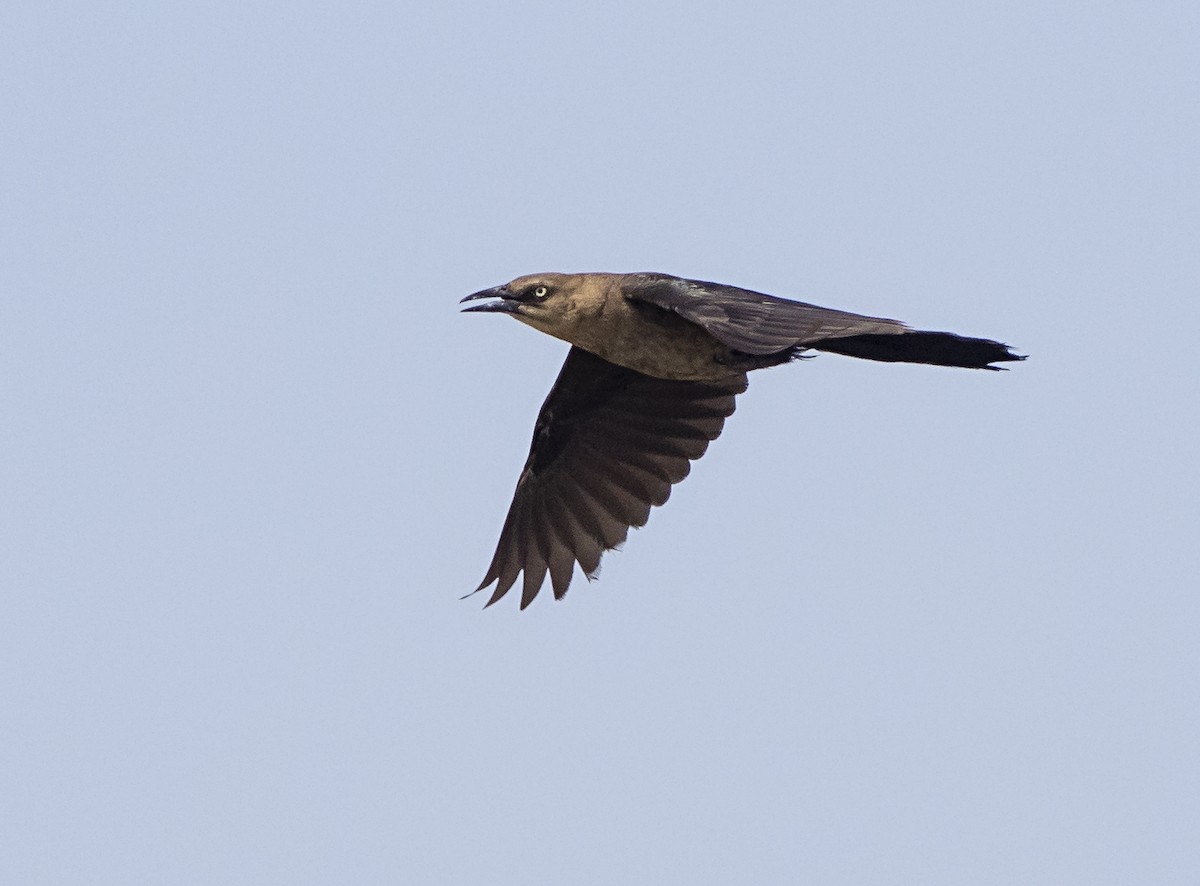 Boat-tailed Grackle - ML363162411