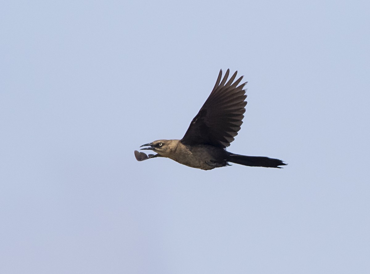 Boat-tailed Grackle - ML363162491