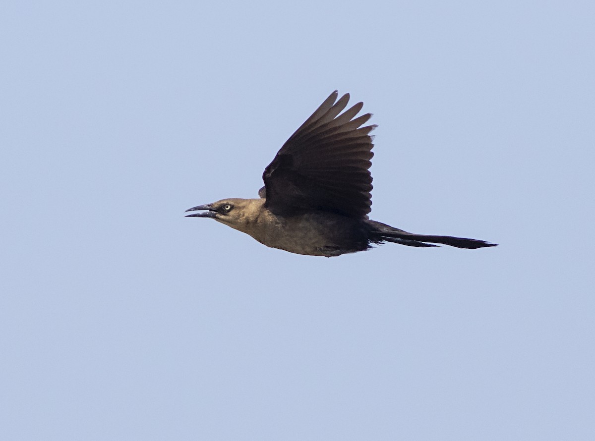 Boat-tailed Grackle - ML363162501