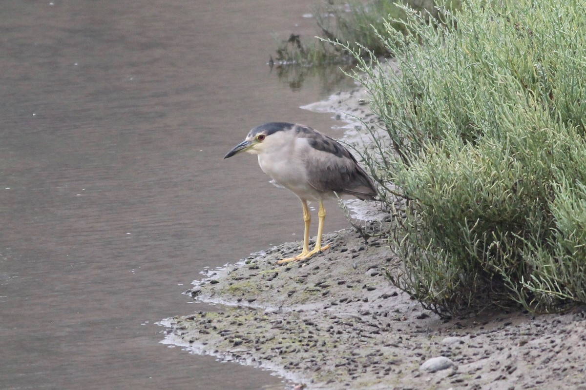 Black-crowned Night Heron - ML363165991