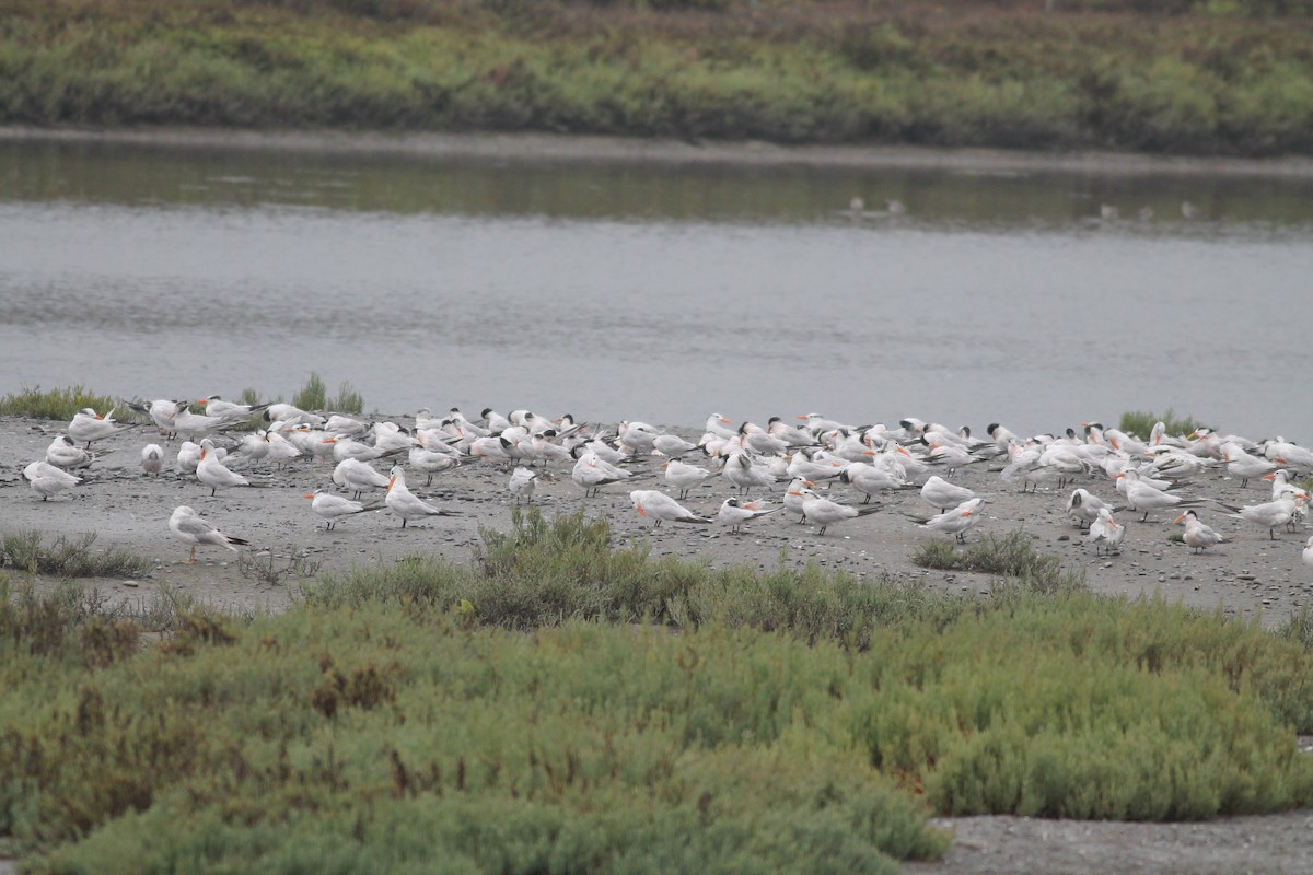 Caspian Tern - ML363166071