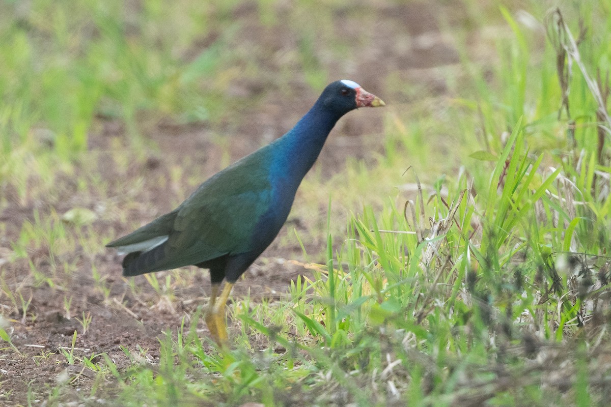 Purple Gallinule - ML363169301