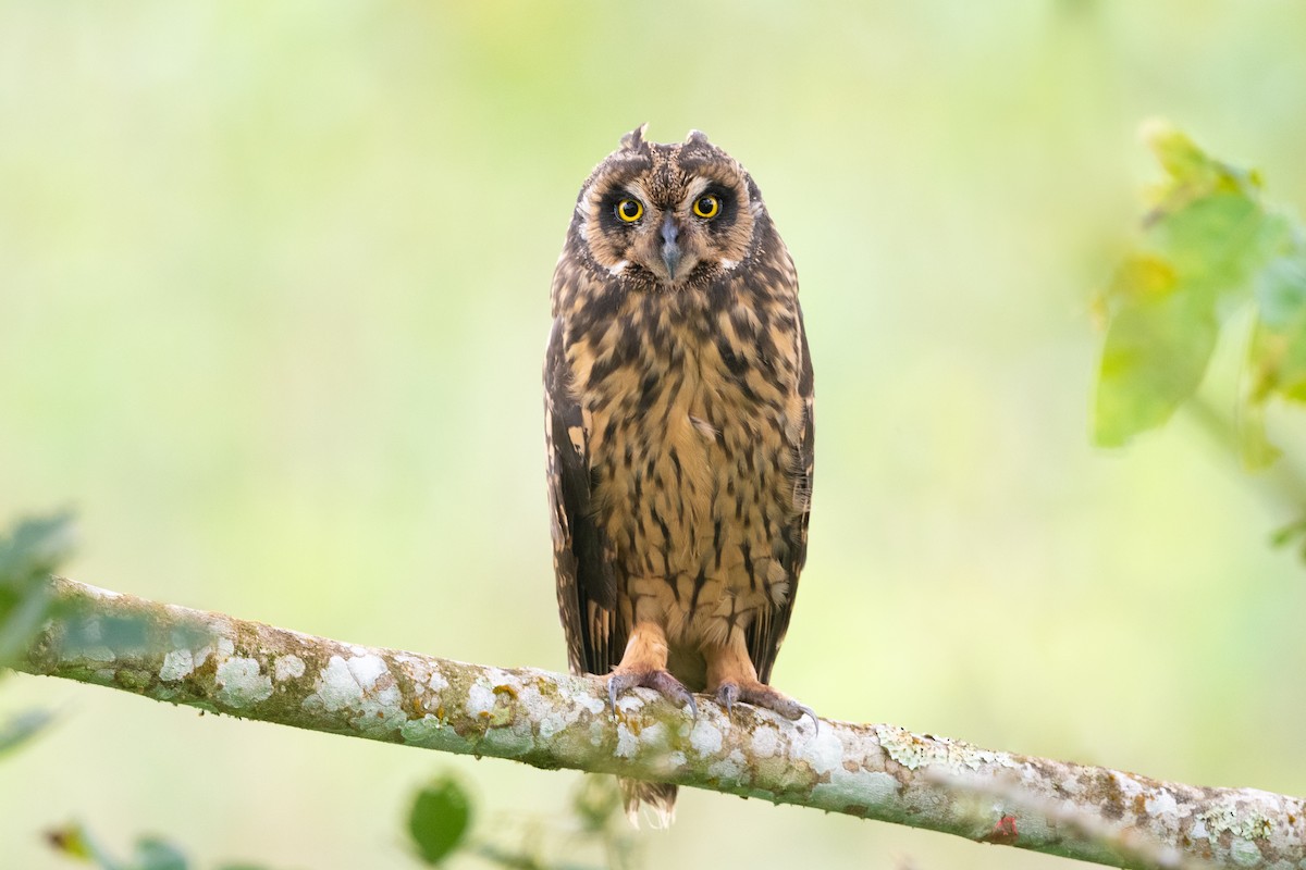 Short-eared Owl (Galapagos) - Adam Jackson