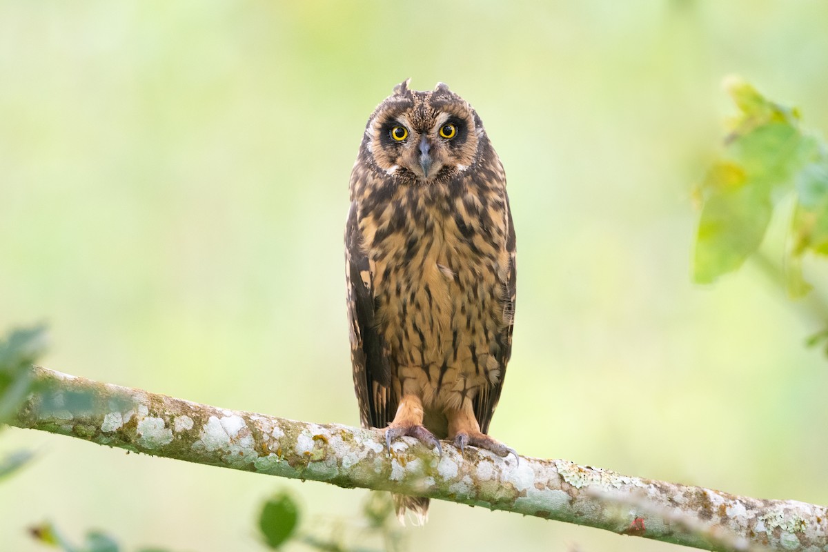 Short-eared Owl (Galapagos) - ML363169581