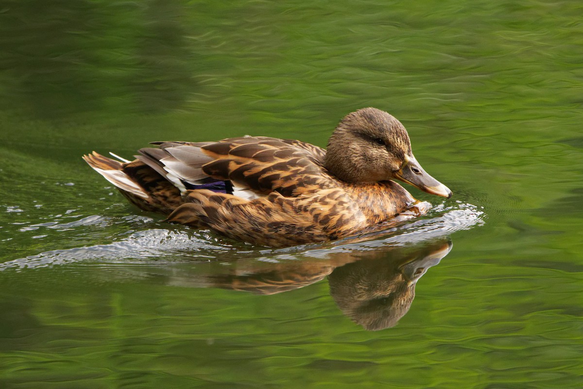Stockente - ML363170271