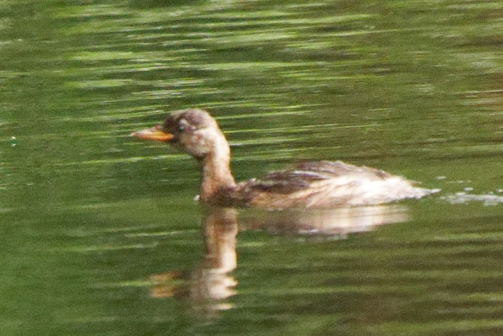Zwergtaucher - ML363170281