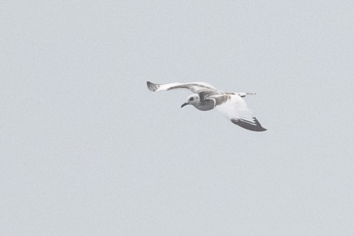 Swallow-tailed Gull - ML363170531