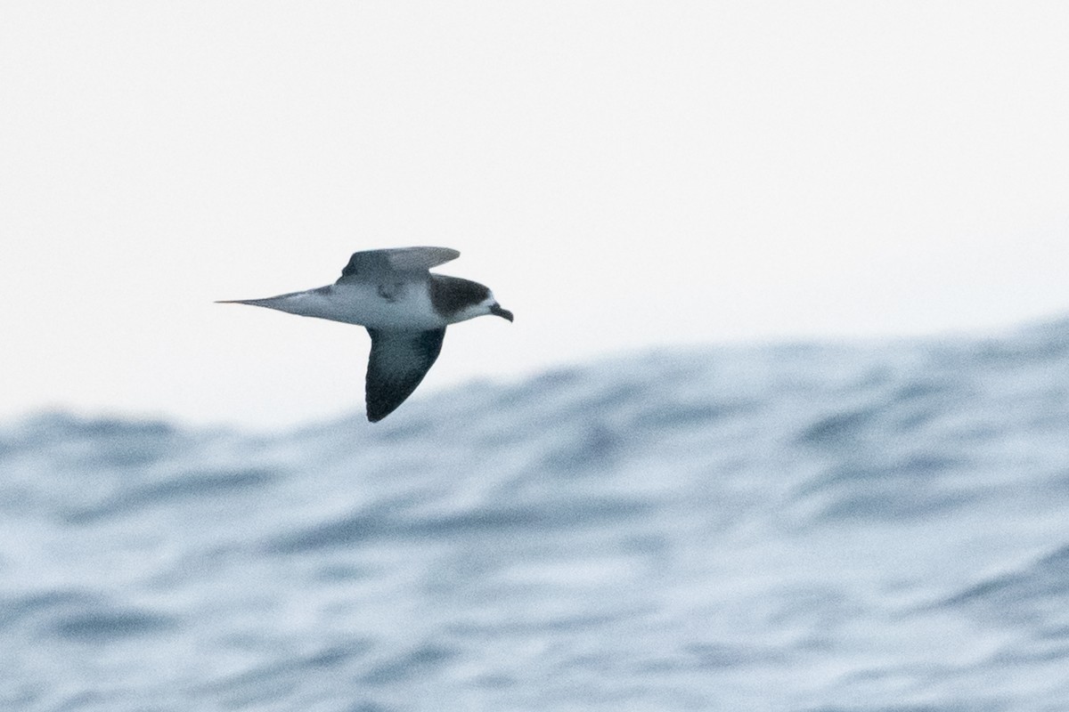 Galapagos Petrel - ML363170581