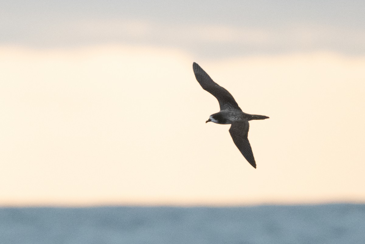 Galapagos Petrel - Adam Jackson