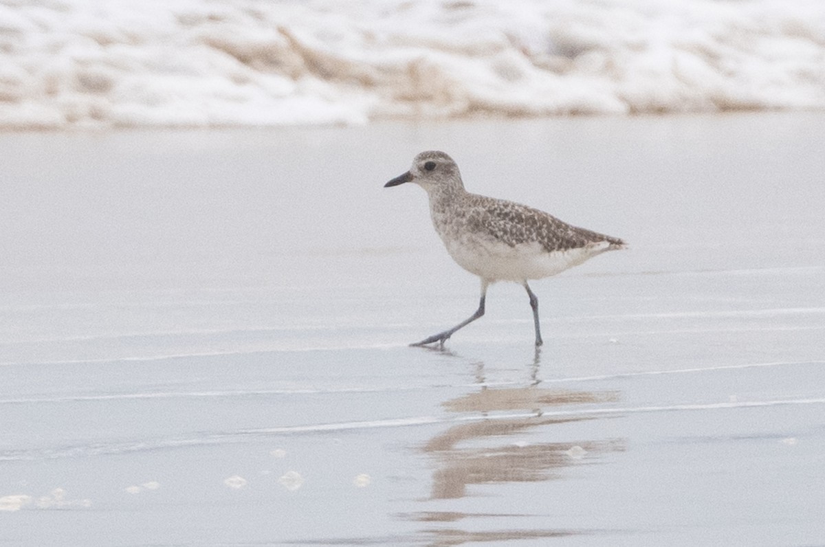 Black-bellied Plover - ML363170831