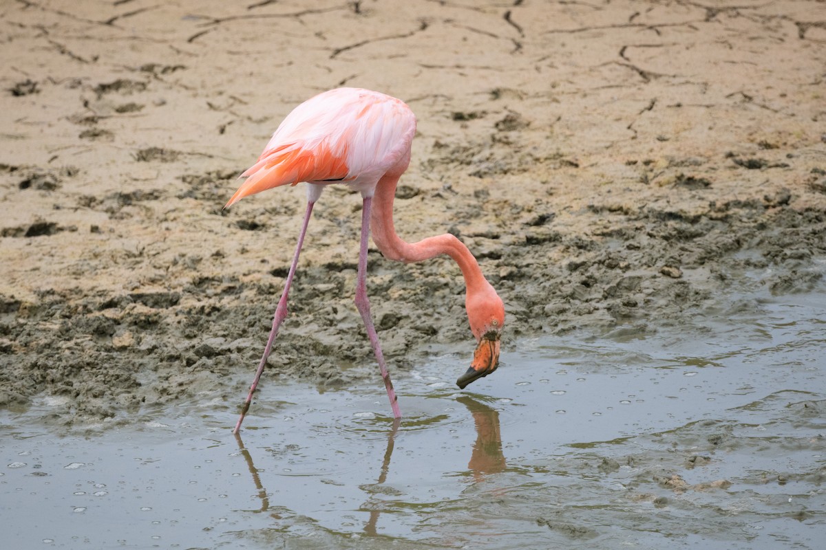 American Flamingo - ML363171211