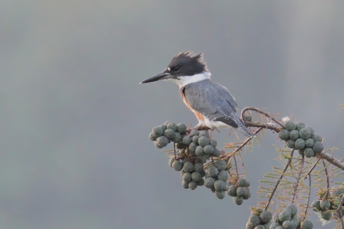 Belted Kingfisher - ML363171221