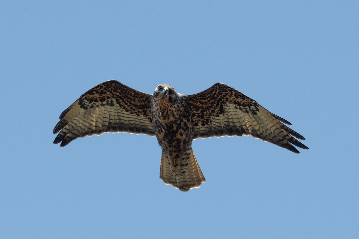 Galapagos Hawk - ML363171871