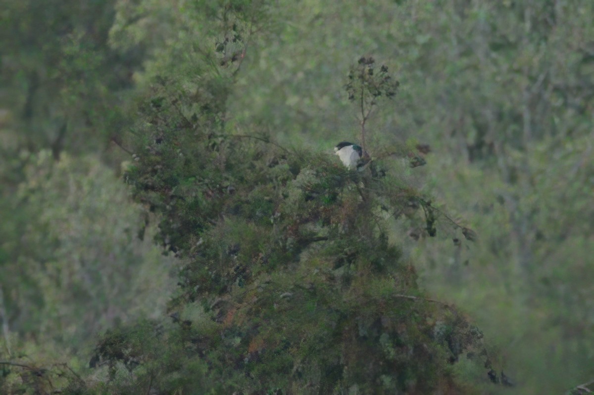 Black-crowned Night Heron - ML363171941