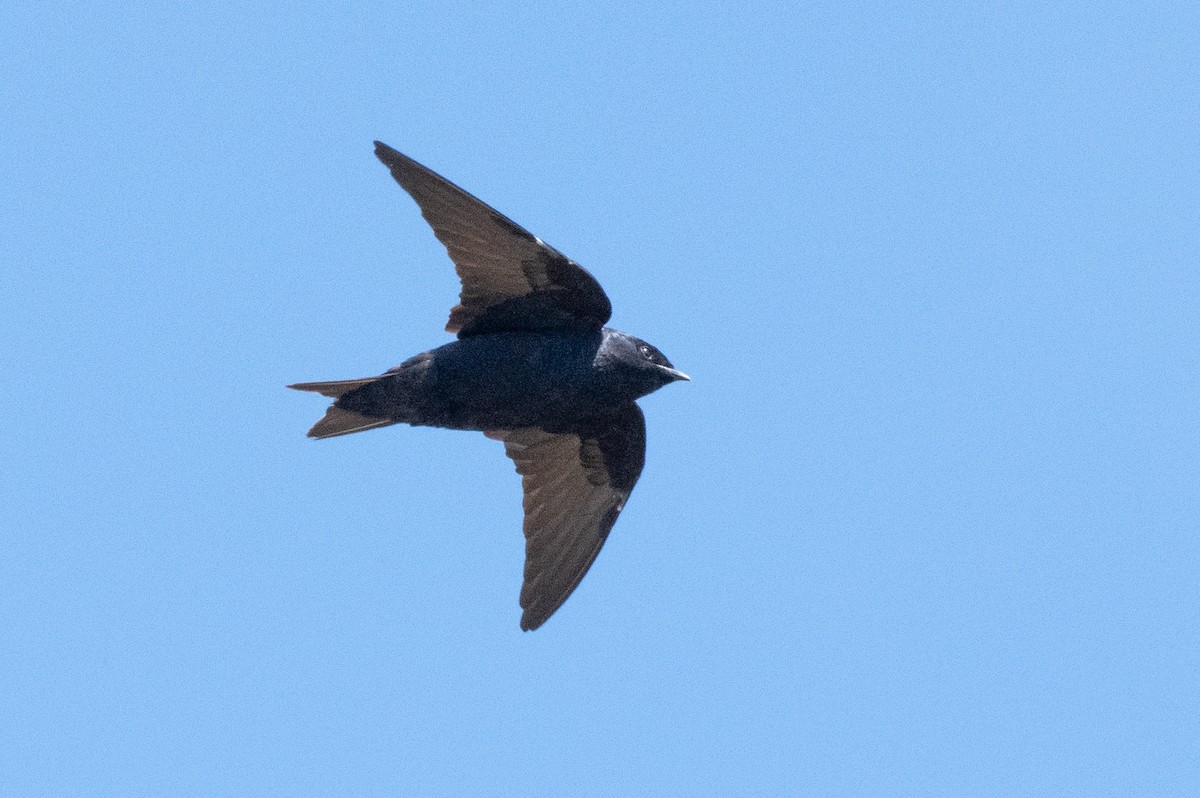 Galapagos Martin - Adam Jackson