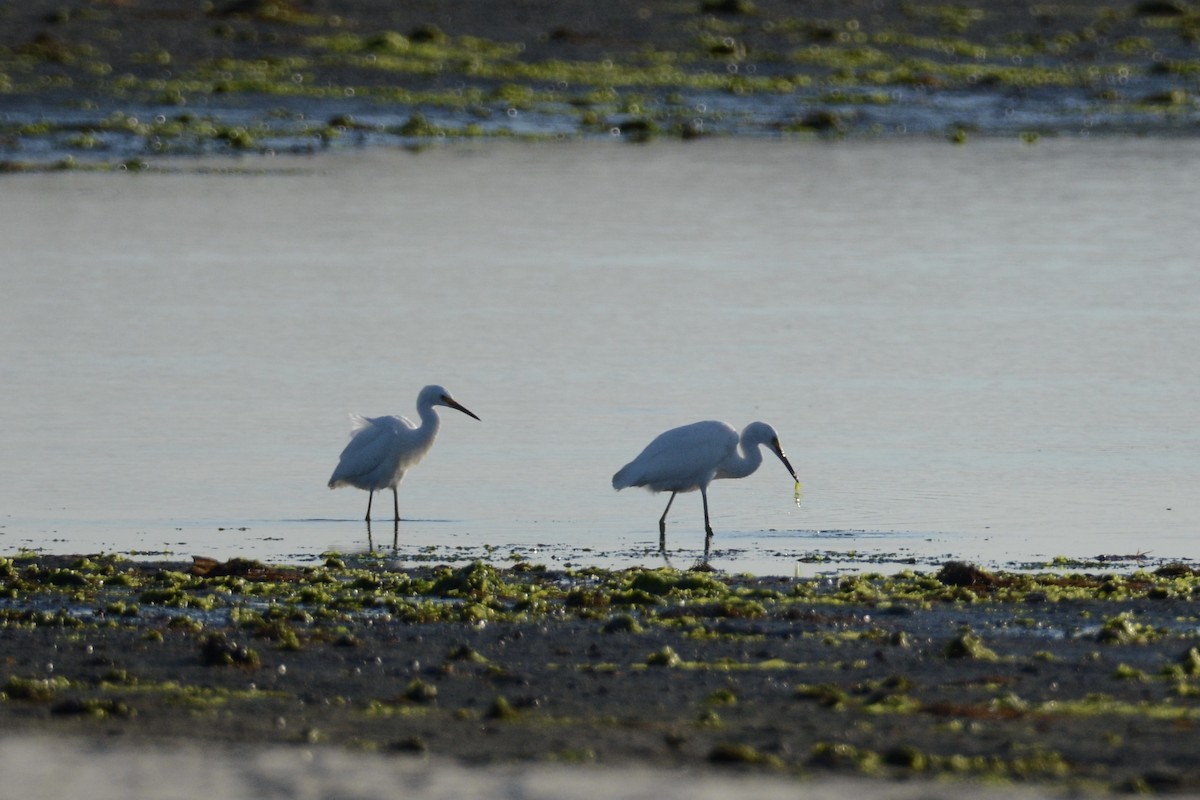 Snowy Egret - ML363175081