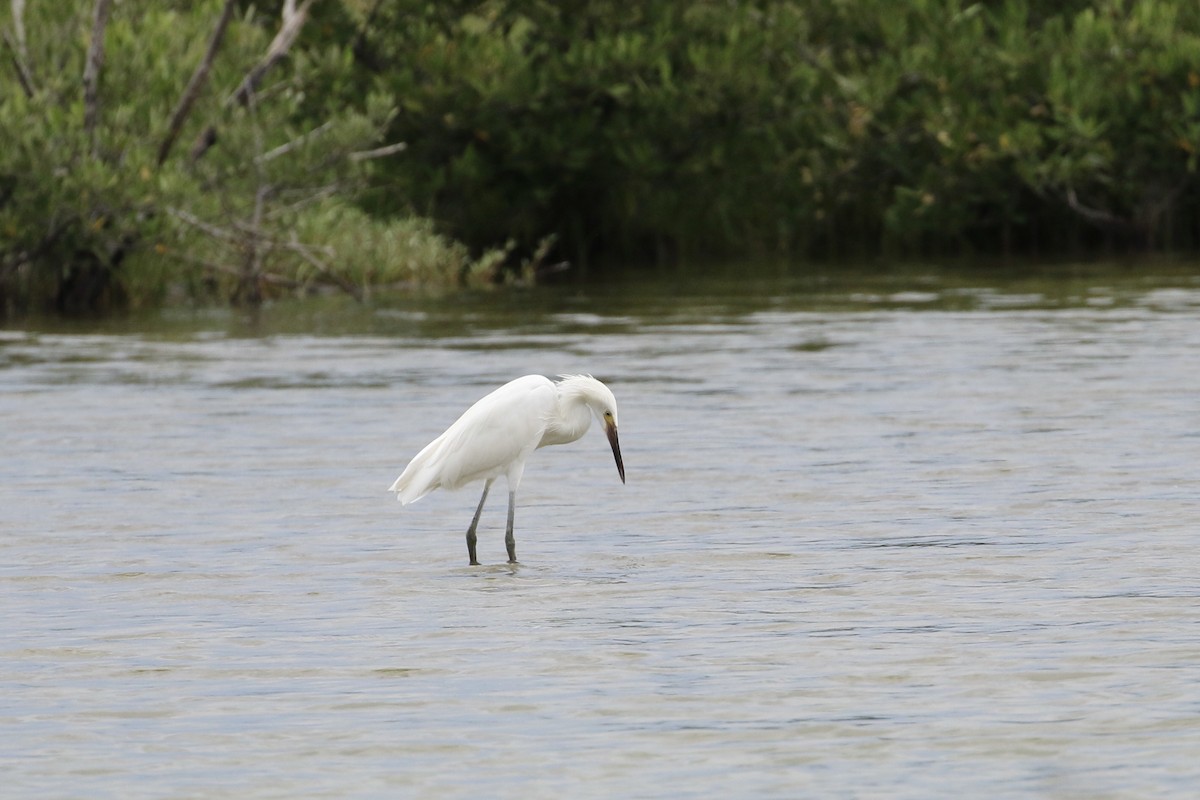 Reddish Egret - ML363175411