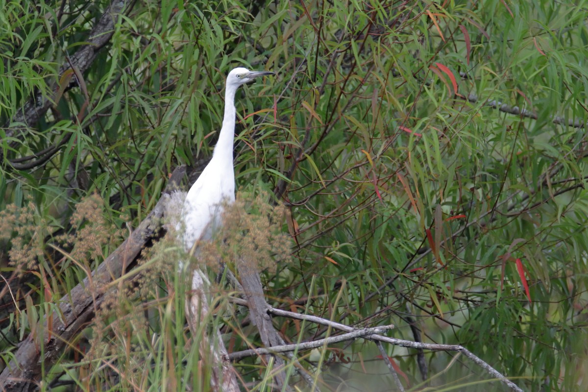 Little Blue Heron - ML363176211