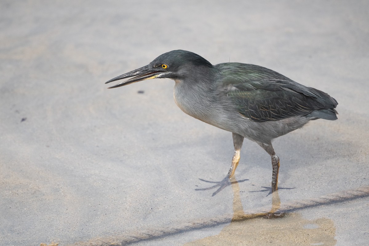 Striated Heron (Galapagos) - ML363176681