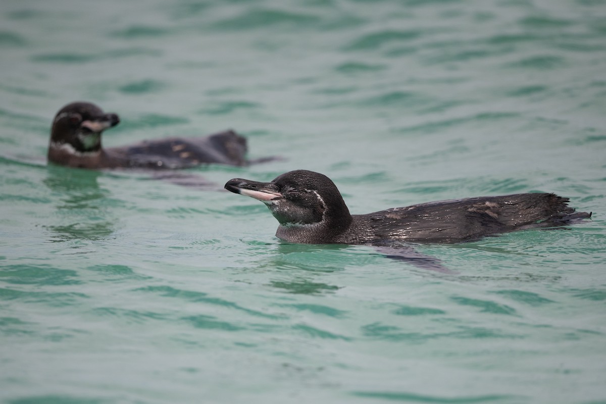 Manchot des Galapagos - ML363177331