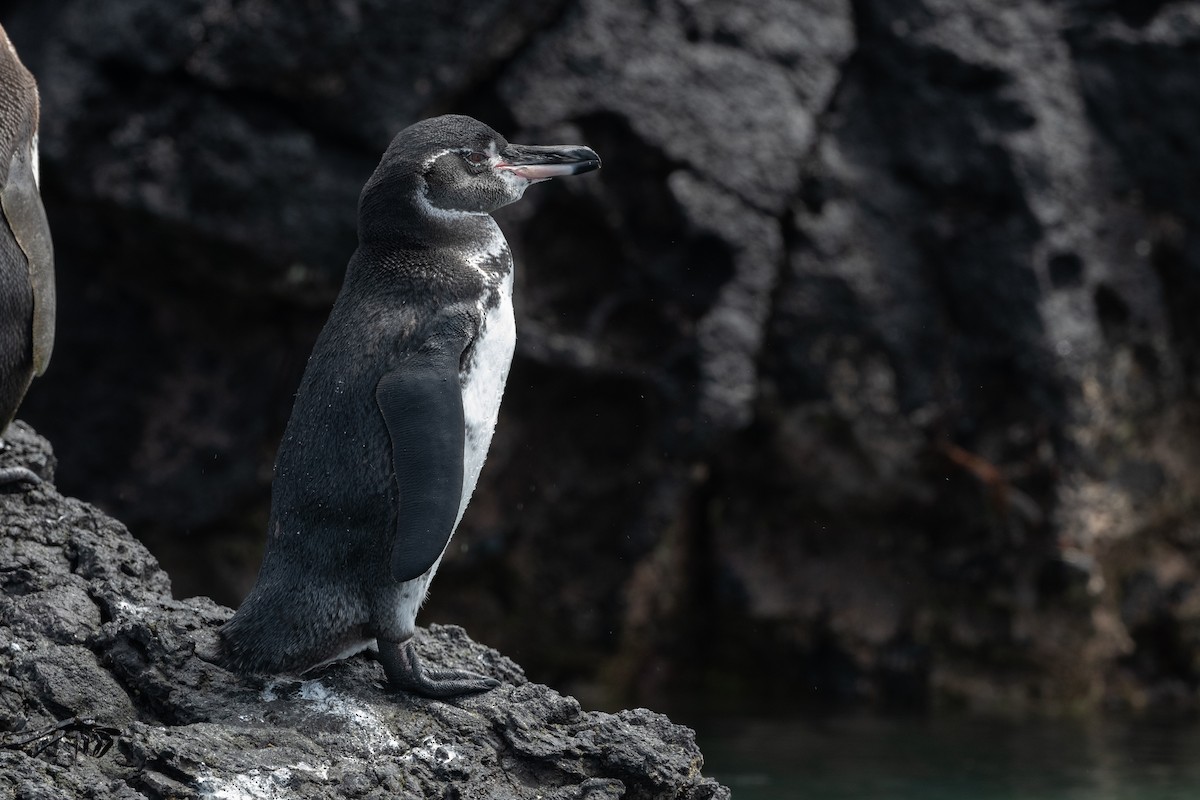 Pingüino de Galápagos - ML363177361