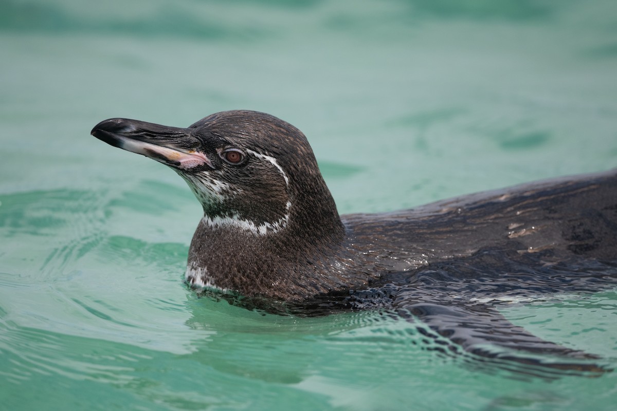 Pingüino de Galápagos - ML363177591