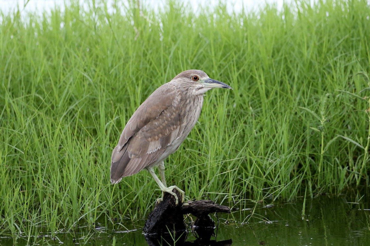 Black-crowned Night Heron - John van Dort