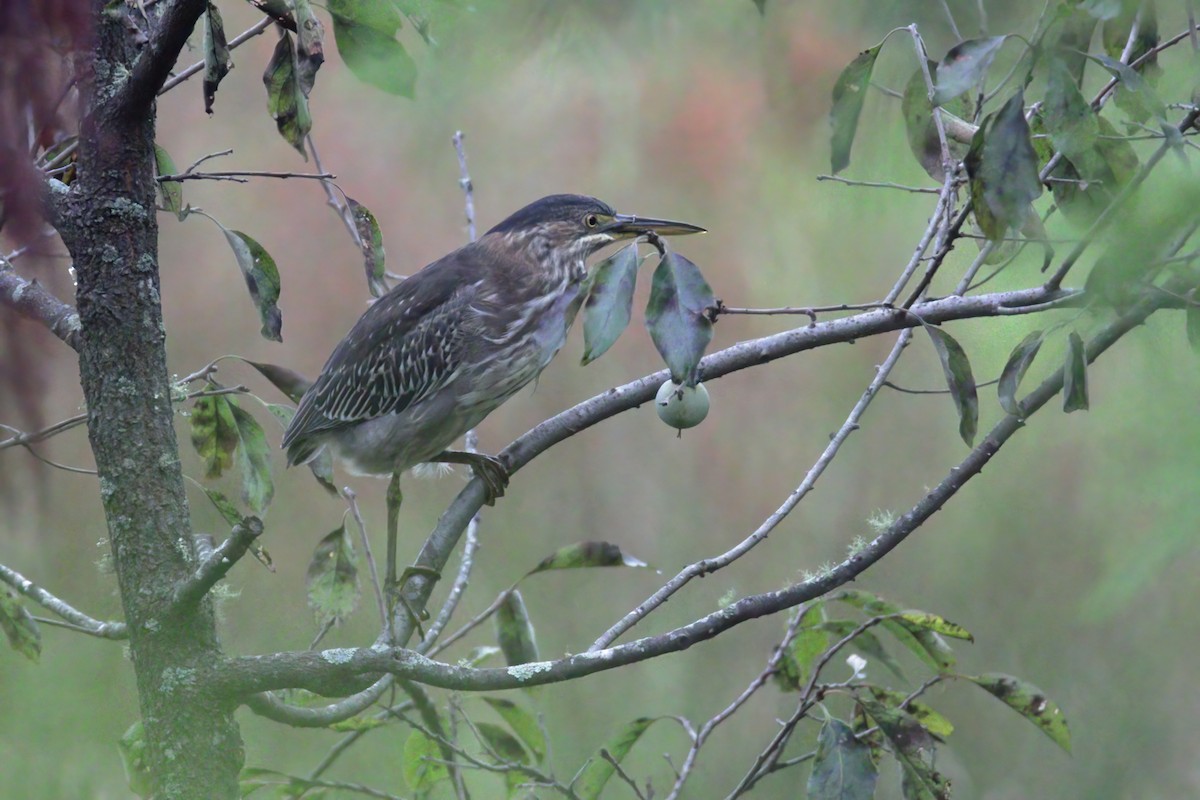 Green Heron - ML363178021