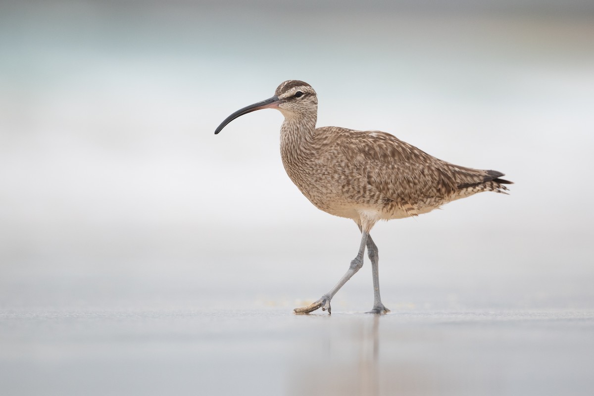 Hudsonian Whimbrel - Adam Jackson