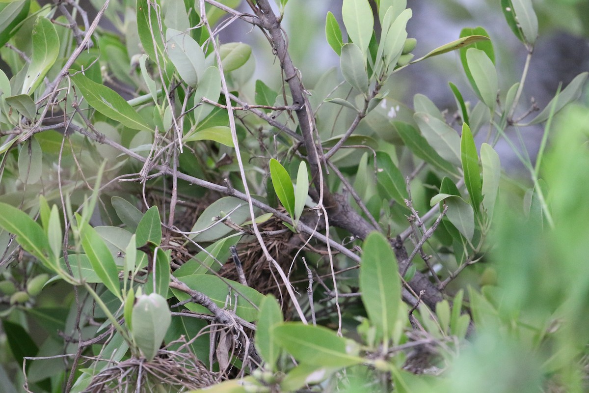 Red-winged Blackbird - ML363178421