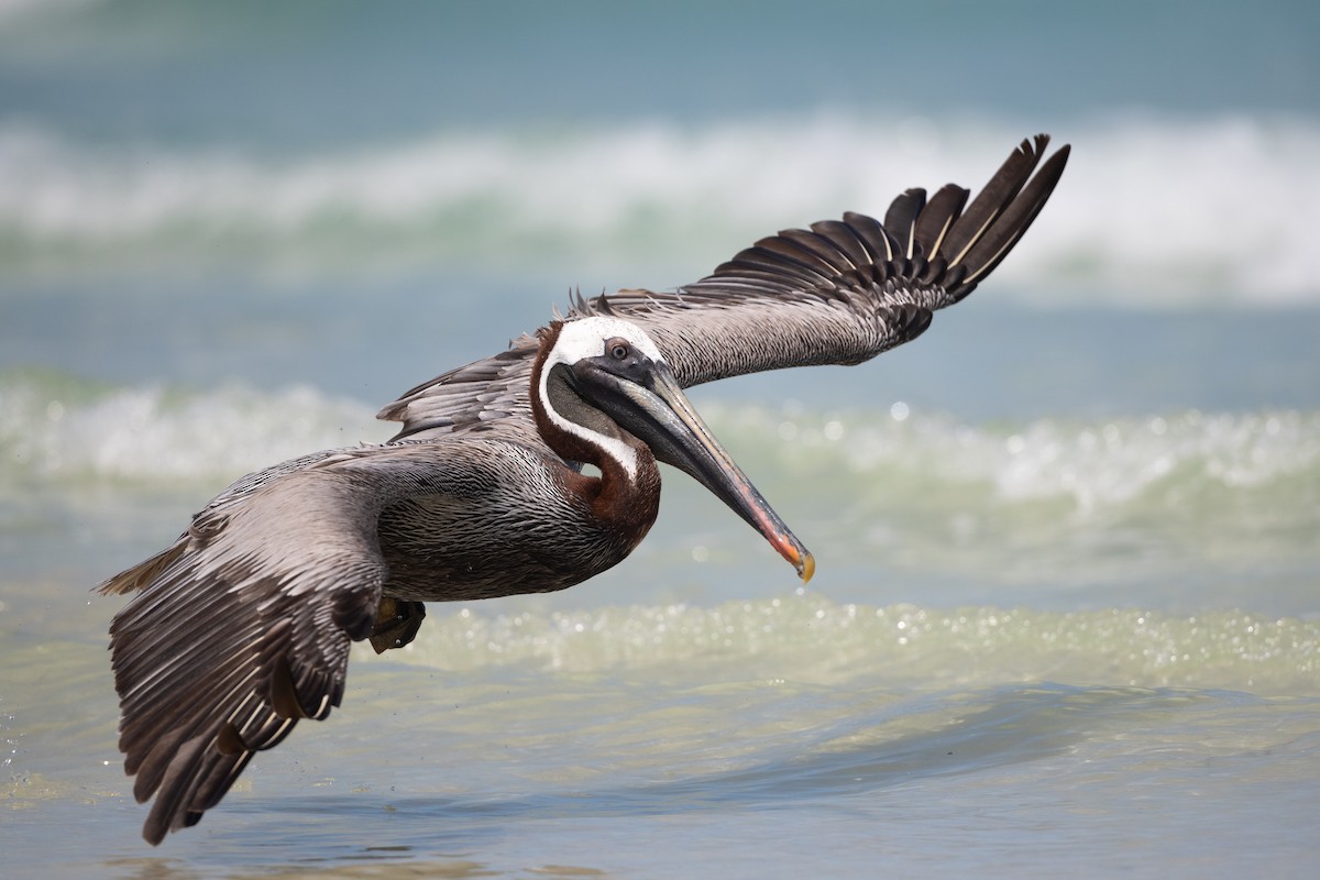 Brown Pelican - Adam Jackson