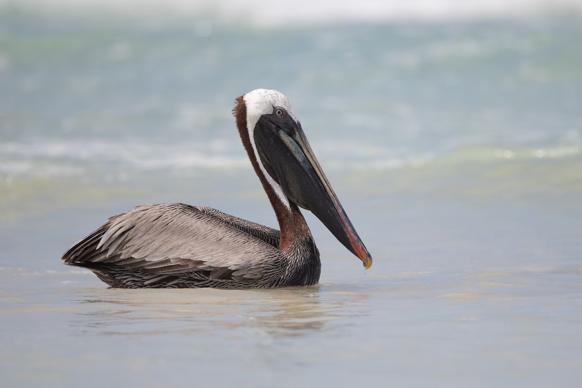 Brown Pelican - ML363179311