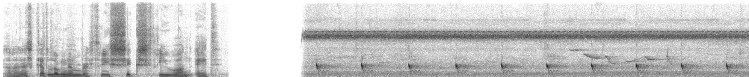 Langschwanz-Nachtschwalbe - ML36318