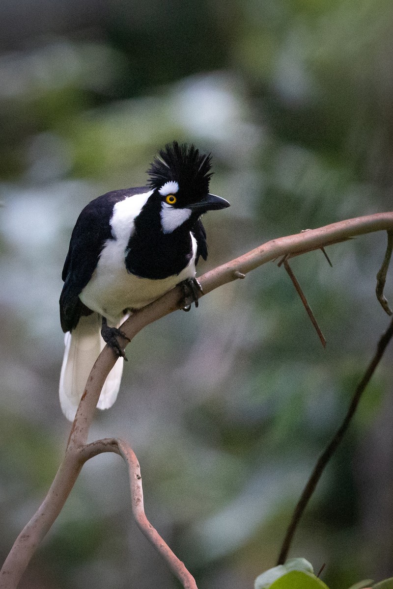 Tufted Jay - ML363180831