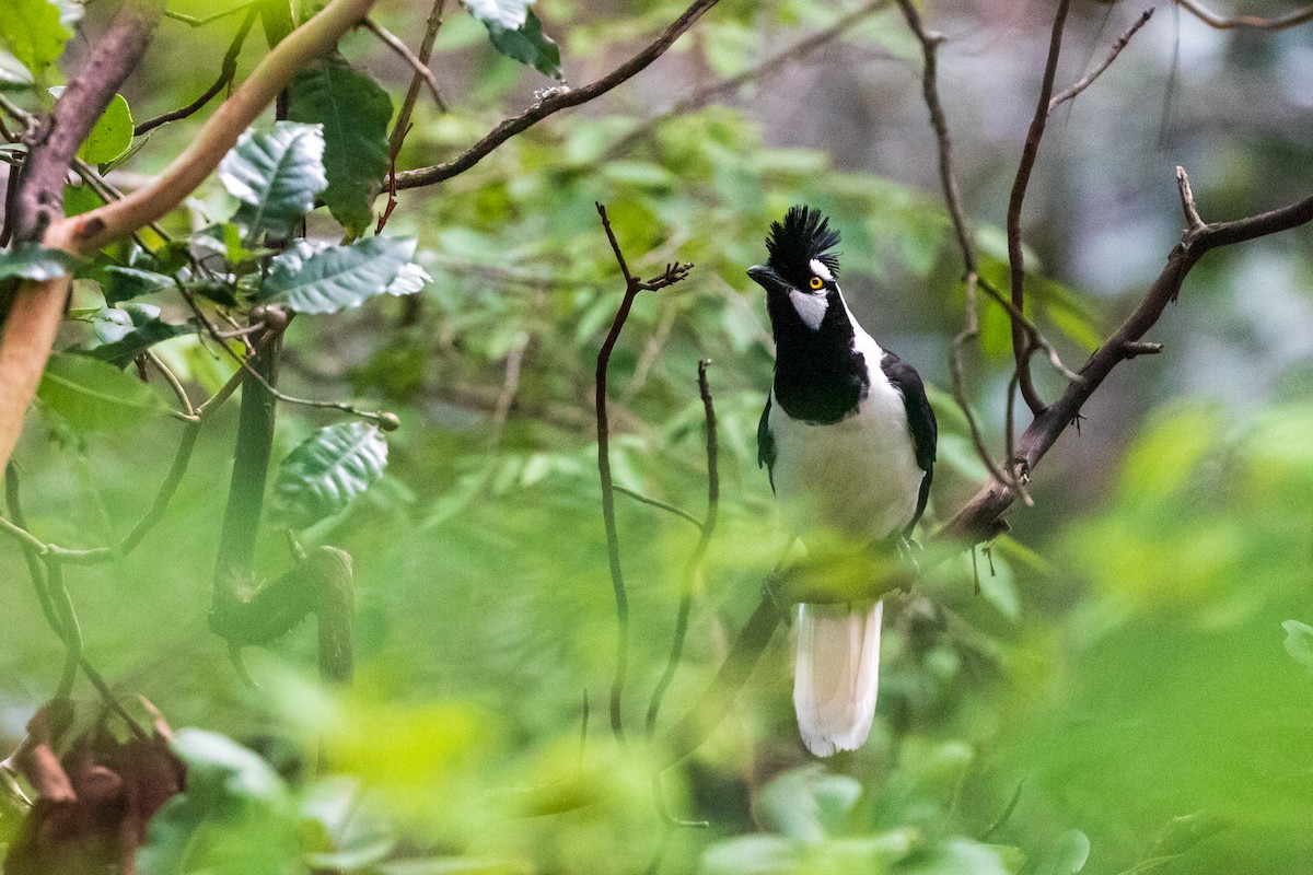 Tufted Jay - ML363180961