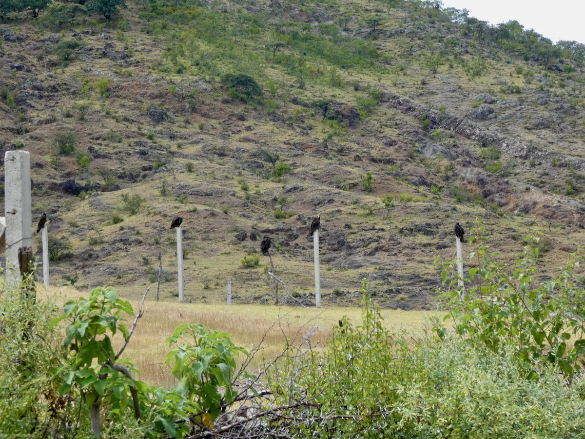 Turkey Vulture - ML363181401