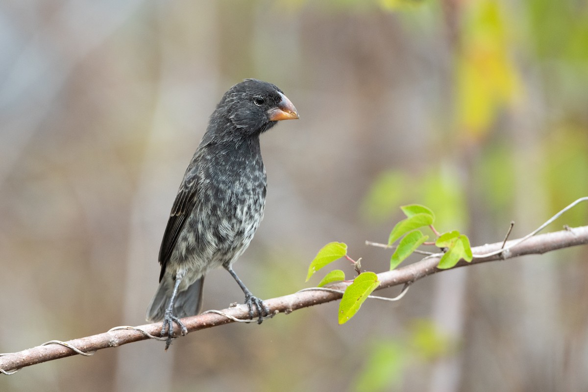 Medium Ground-Finch - ML363181411