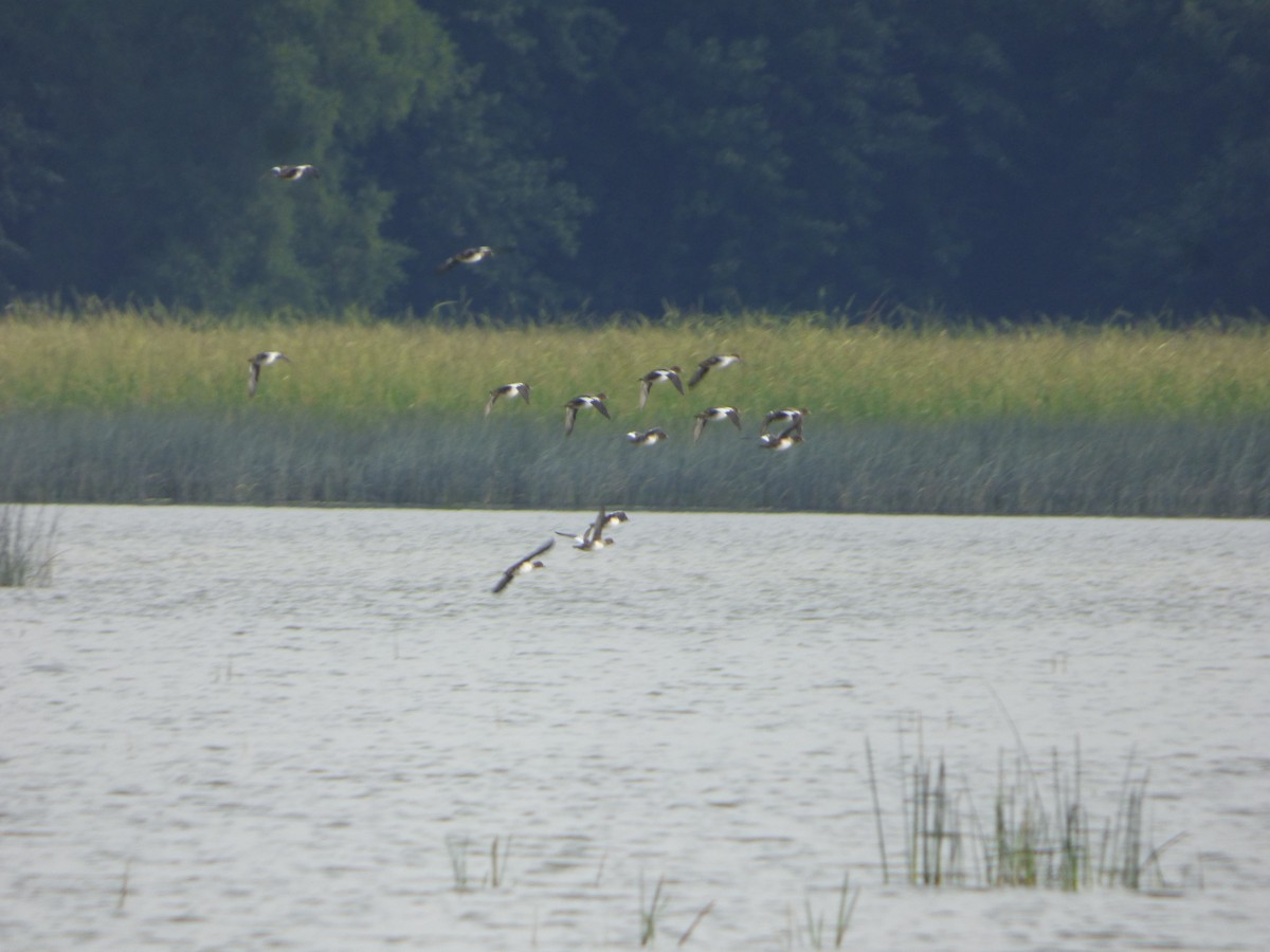 Common Goldeneye - ML363181761