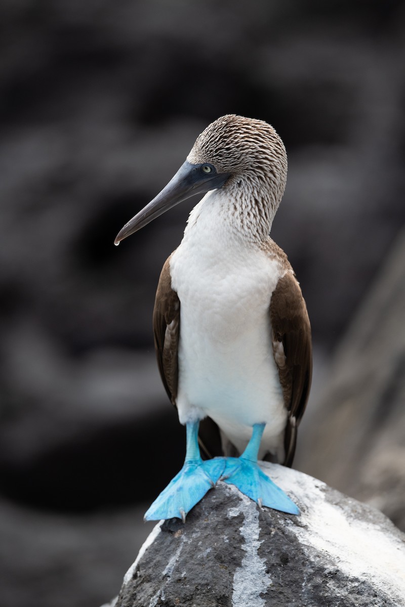 Blue-footed Booby - ML363182811