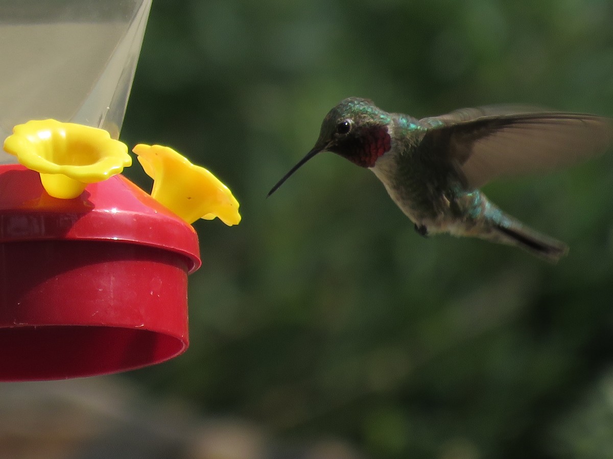 Broad-tailed Hummingbird - Bryant Olsen