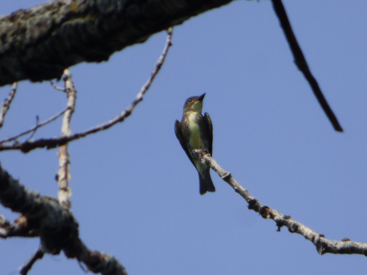 Olive-sided Flycatcher - ML363185481