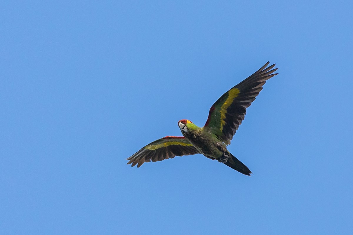 Thick-billed Parrot - ML363186191