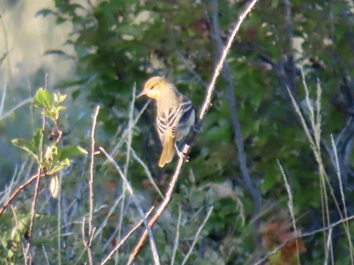 Bullock's Oriole - ML363186261